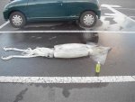 squid_opti.jpg