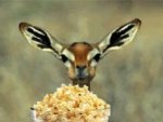 deer-eating-popcorn.jpg