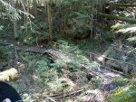Woody Bridge 2.JPG