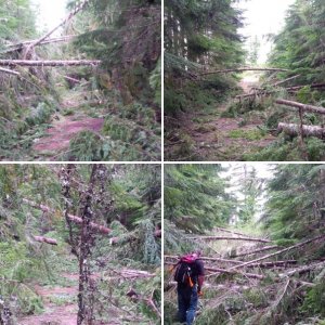 Orca trail clearing May 12, 2013