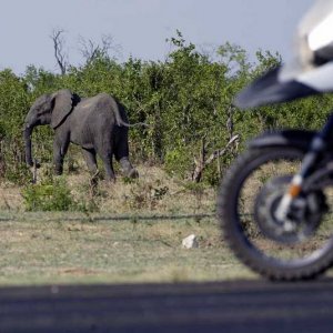 Helge with an Elephant