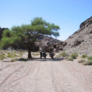 One of few trees in Namibia