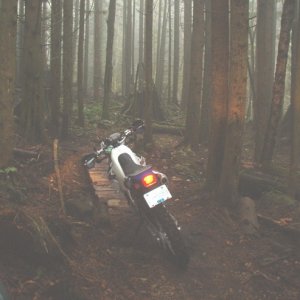 Enchanted forrest