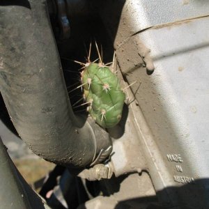 Kamloops Cactus