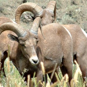 Long_Horn_sheep_2