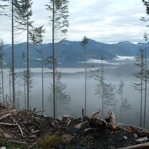Foggy_Stave