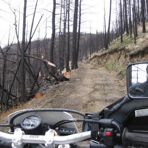 Still the dead trees have not been delt with in some areas.