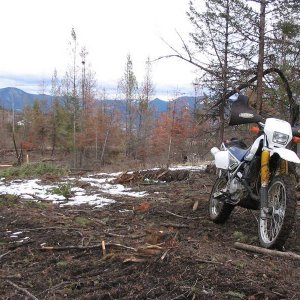 Into a logged area
