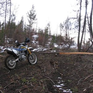 In some areas the burned wood has been harvested.