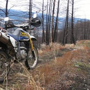 Many old fire roads criss-cross the side of Strawberry Hill