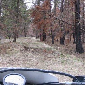 In the trees, the dark areas are mud under the grass.