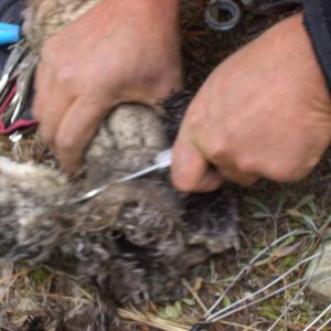 mm....trail grouse.