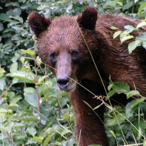 Brown_Bear_5