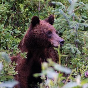 Brown_Bear_6