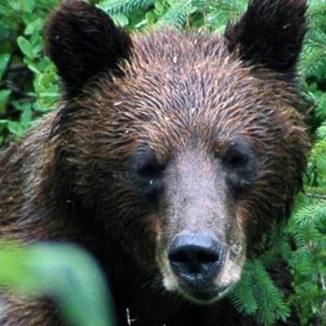 Brown_Bear_7