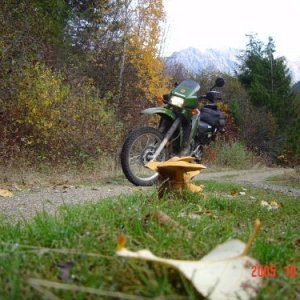 Big Shrooms in the back country