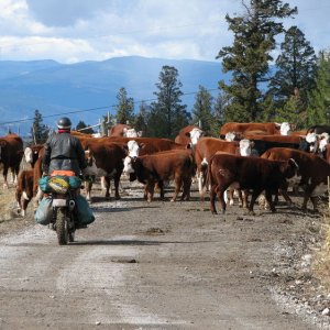 Dog Creek area