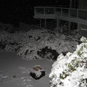 Snow_April_19-2008_001