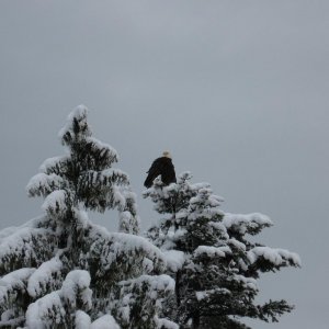 Eagle_008_