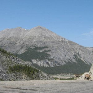 Muskwa