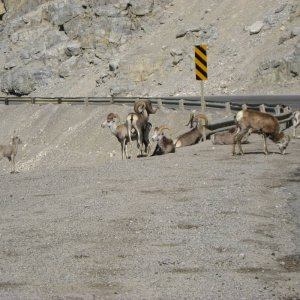 Muskwa Sheep