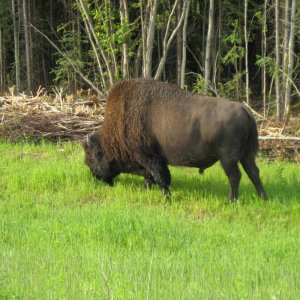 Liard Bison