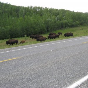 Liard Bison