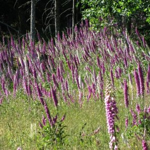 Saltsrpring 2008