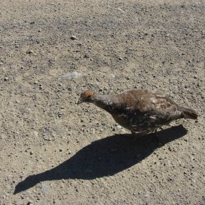 attack grouse