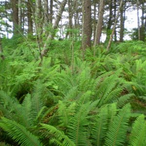 ferns, anyone?