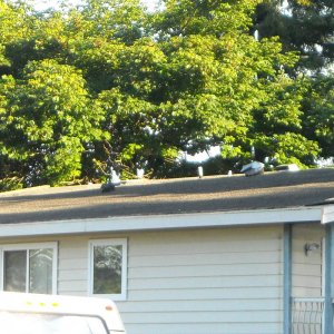 Roof