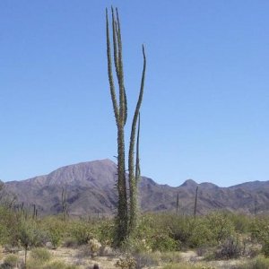 baja010