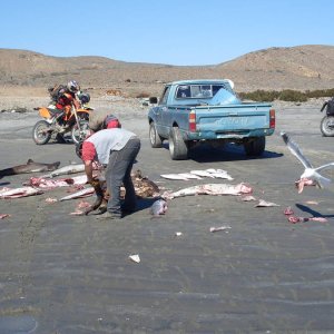 Baja 2009