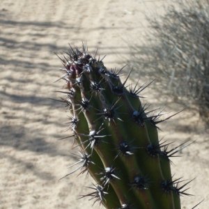 Baja 2009