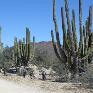 Baja 2009