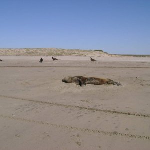 Dean sea lion and vultures