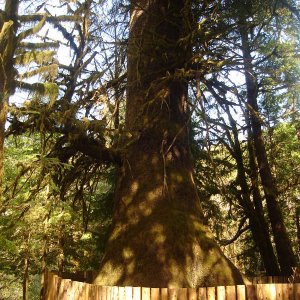 Giant Spruce
