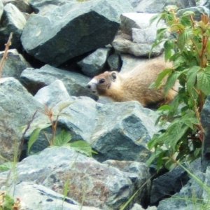 marmot