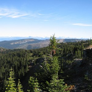 Crowfoot
