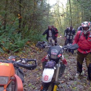 Hemlock3