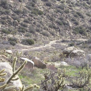 Jasper trail, Borrego