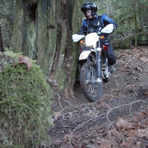 Pat around stump