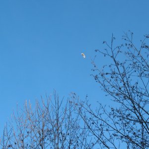 Picture_008