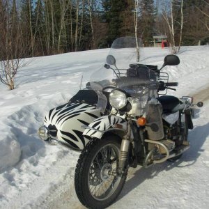 Ural_gets_her_stripes2_002