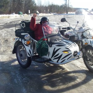Ural_gets_her_stripes_007