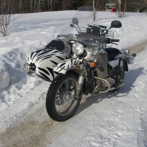 Ural_gets_her_stripes2_001