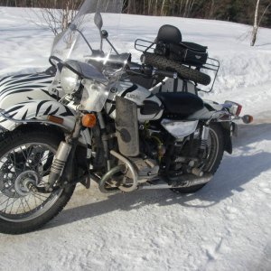 Ural_gets_her_stripes2_003