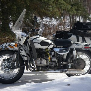 Ural_gets_her_stripes2_015