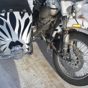 Ural_gets_her_stripes2_007