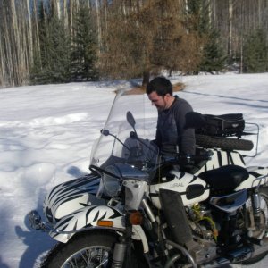 Ural_gets_her_stripes_013